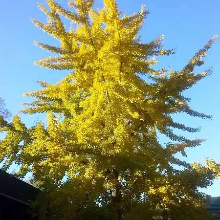 Im Adventhaus Hotel 3*