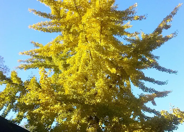 Im Adventhaus Hotel 3*